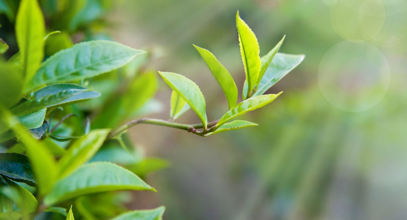 Minah Ceylon Black Tea Exports